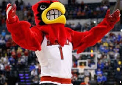 louisville cardinals